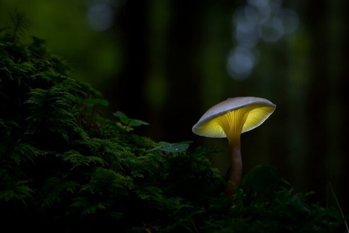 Czech nature photo